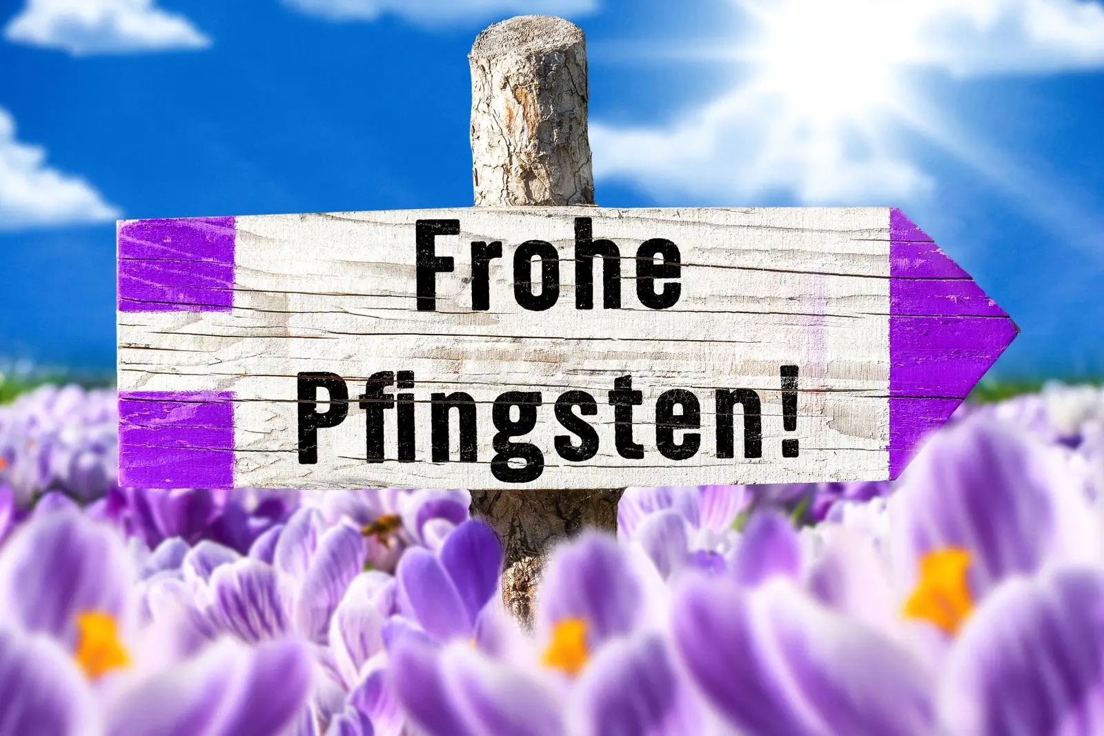 Pfingstgrüße mit holzschild im blütenfeld – frohe pfingsten