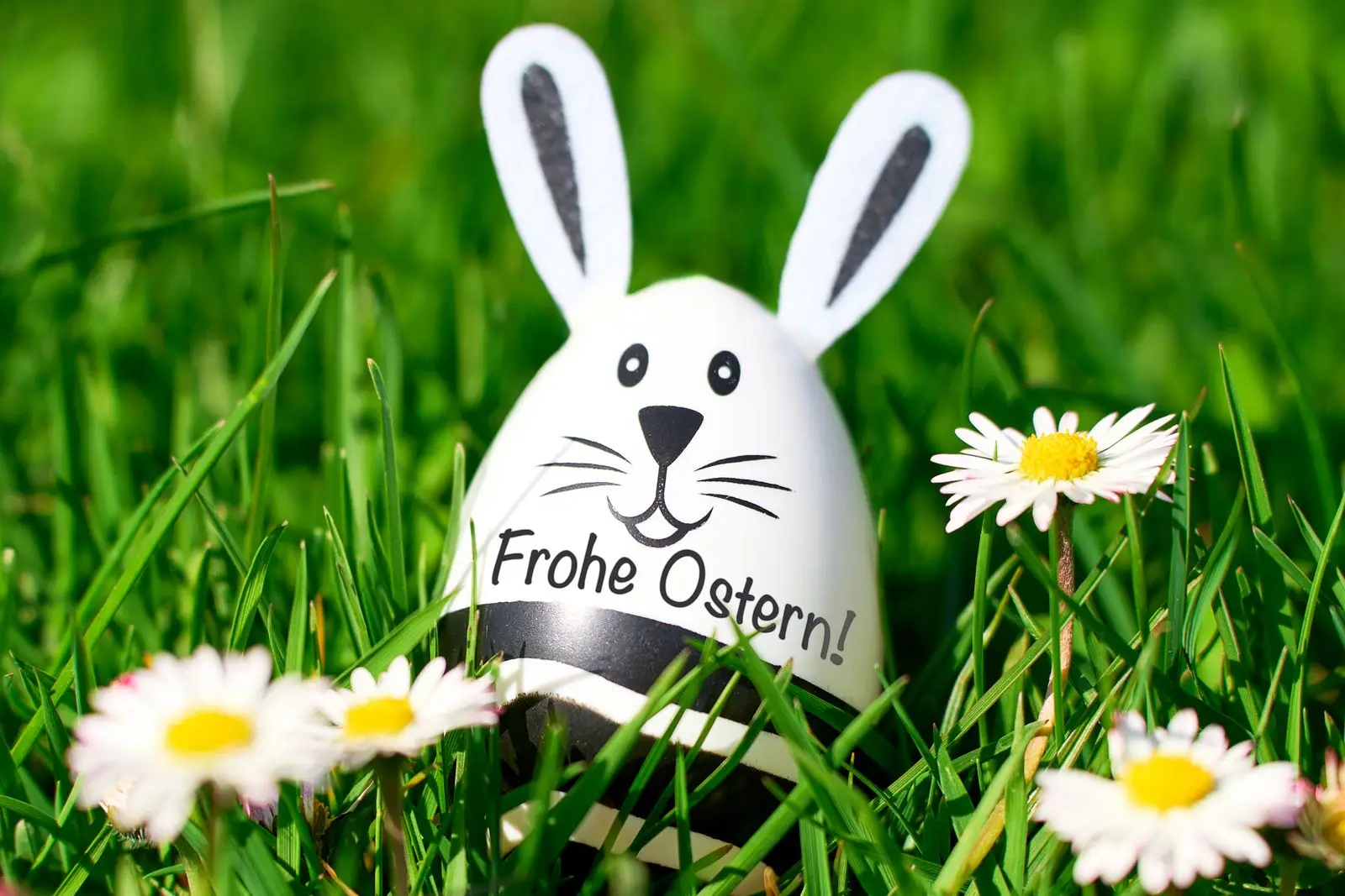 Lustiger osterhase in der wiese