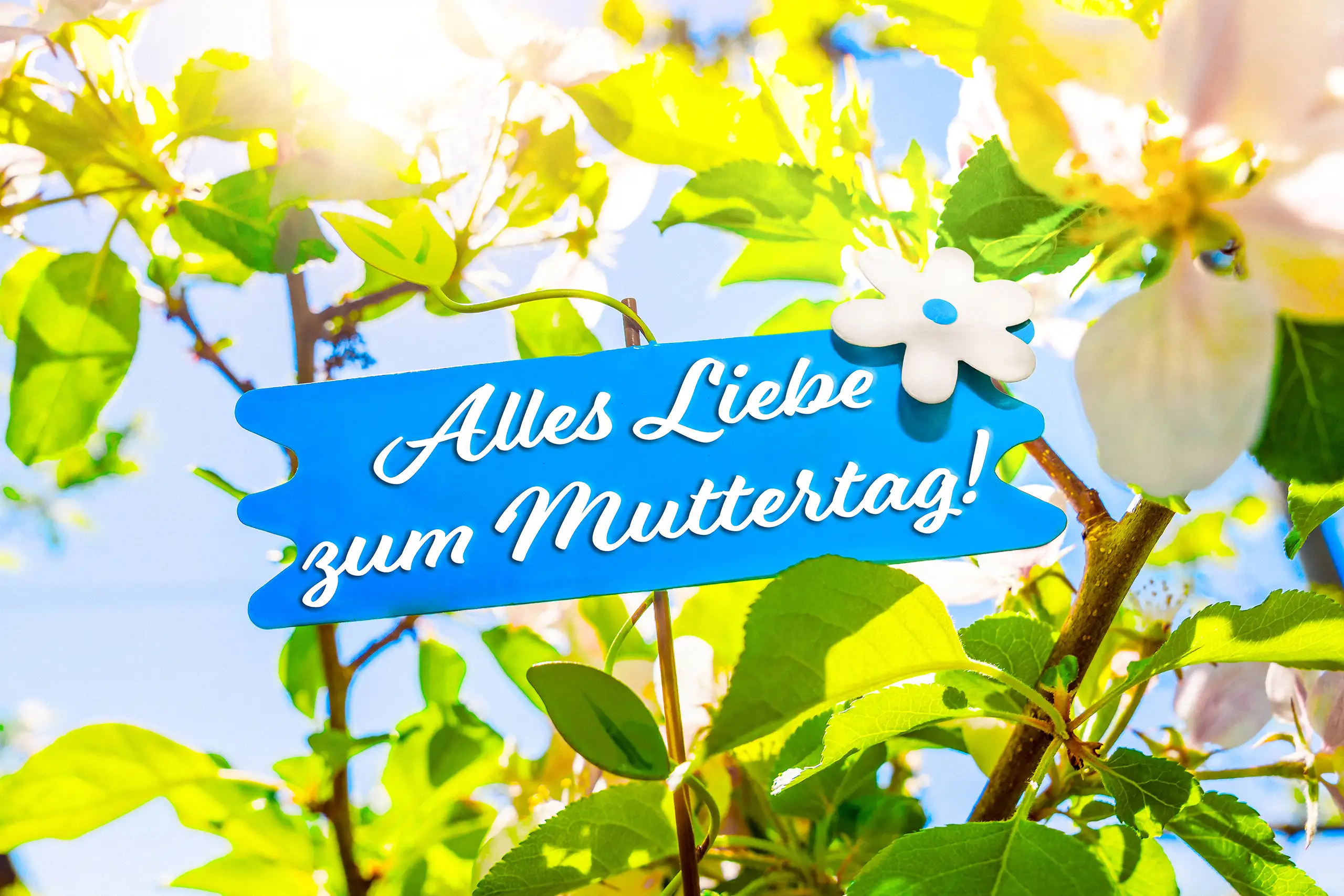 Alles liebe zum muttertag 1 alles liebe zum muttertag 1 Alles liebe zum muttertag