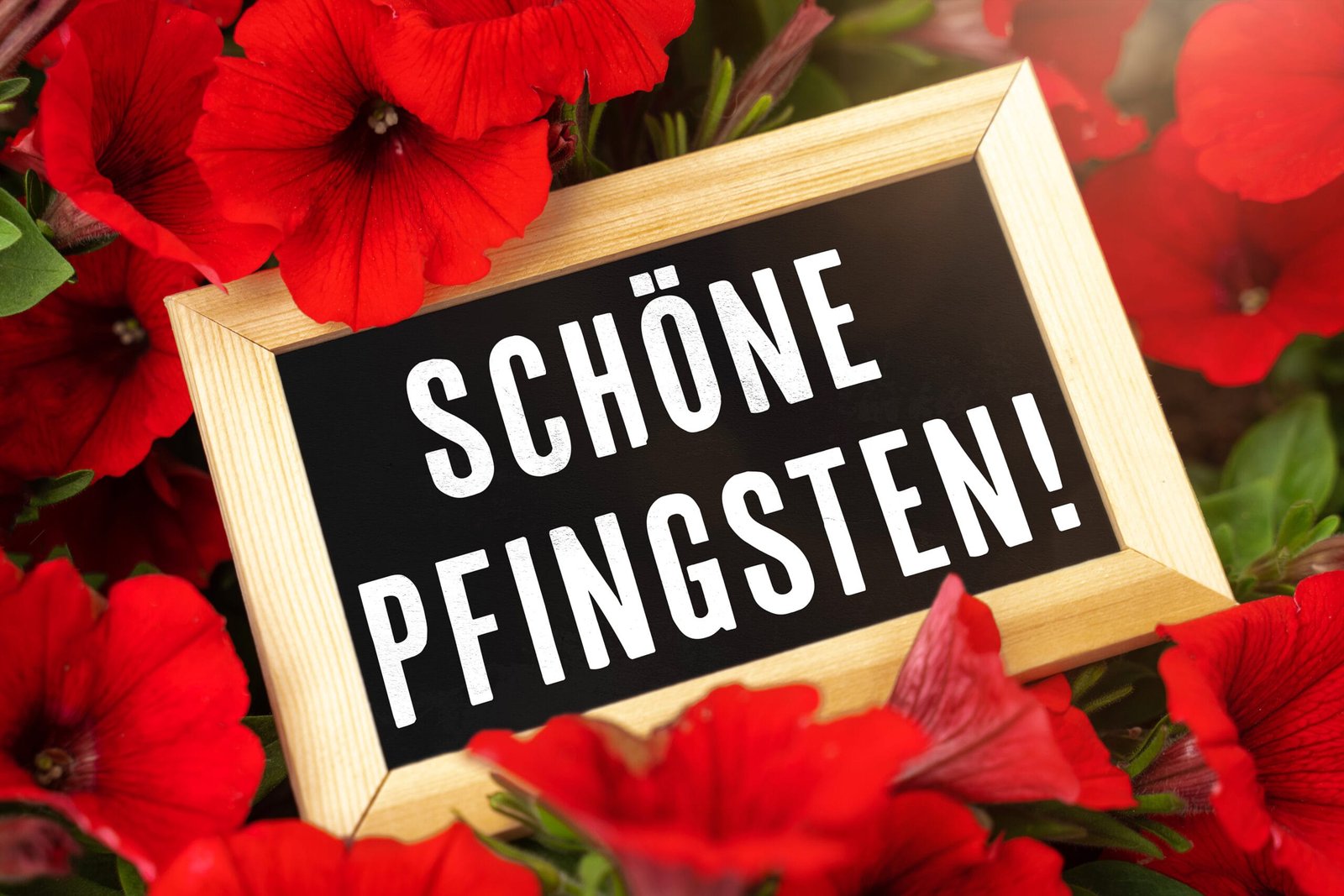Schöne pfingsten wünschen 7 schoene pfingsten bilder 3 1 scaled Schöne pfingsten bilder mit roten blumen